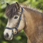 Waldhausen Island Trense Anatomic