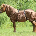 Islænder Eksem Dækken