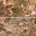 Redemateriale, dyrehår