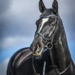 By Weber Trense Cayenne