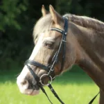 By Weber Economi Trense No 1