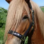 Karlslund Nylon Grime