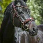 By Weber Madison Trense