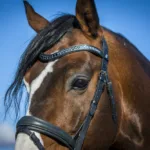 By Weber Sofia Trense