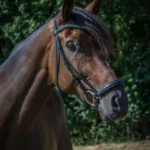 By Weber Fransisco Trense