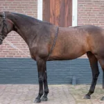 HH Longerings system