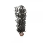 Biorb Sea Fan