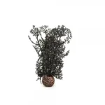 Sort Sea Fan
