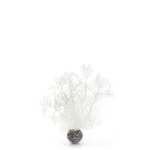 Hvid Sea Fan