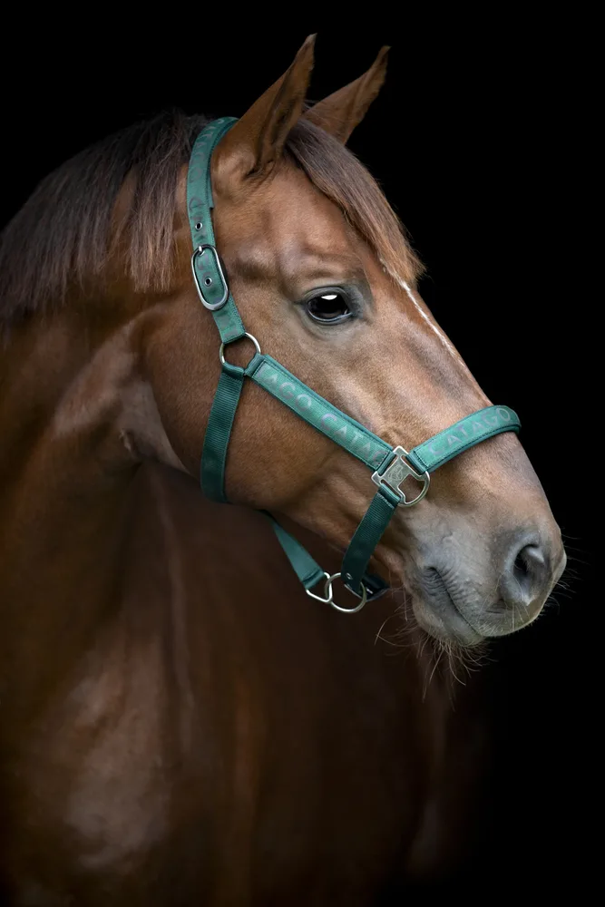 15301_5701883516071