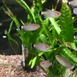 Smoking Tetra
