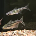Pangasius Sølv Haj