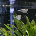 Øksefisk