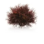 Bordeaux Sea Lily