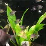 Sort Tetra