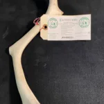 Kastestang