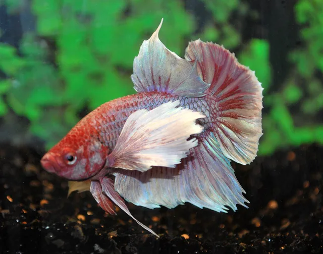 3699_23666554544