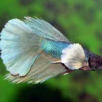 Betta Superdelta Dumbo Øre