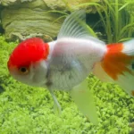 Fantail Lionhead Red/White