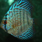 Discus Leopard