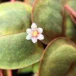 1-2 Grow Phyllanthus fluitans