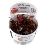 1-2 Grow Alternanthera reineckii mini