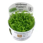 1-2 Grow Micranthemum monte carlo