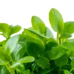 1-2 Grow Lobelia cardinalis mini