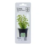 Tropica Rotala rotundifolia back