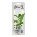 Tropica Hygrophila siamensis back
