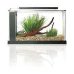 Fluval Spec LED 19 L