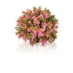 Biorb Flower balls pink