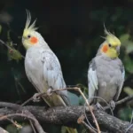 Nymfeparakit