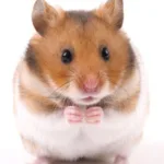 Guld Hamster