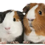 Marsvin