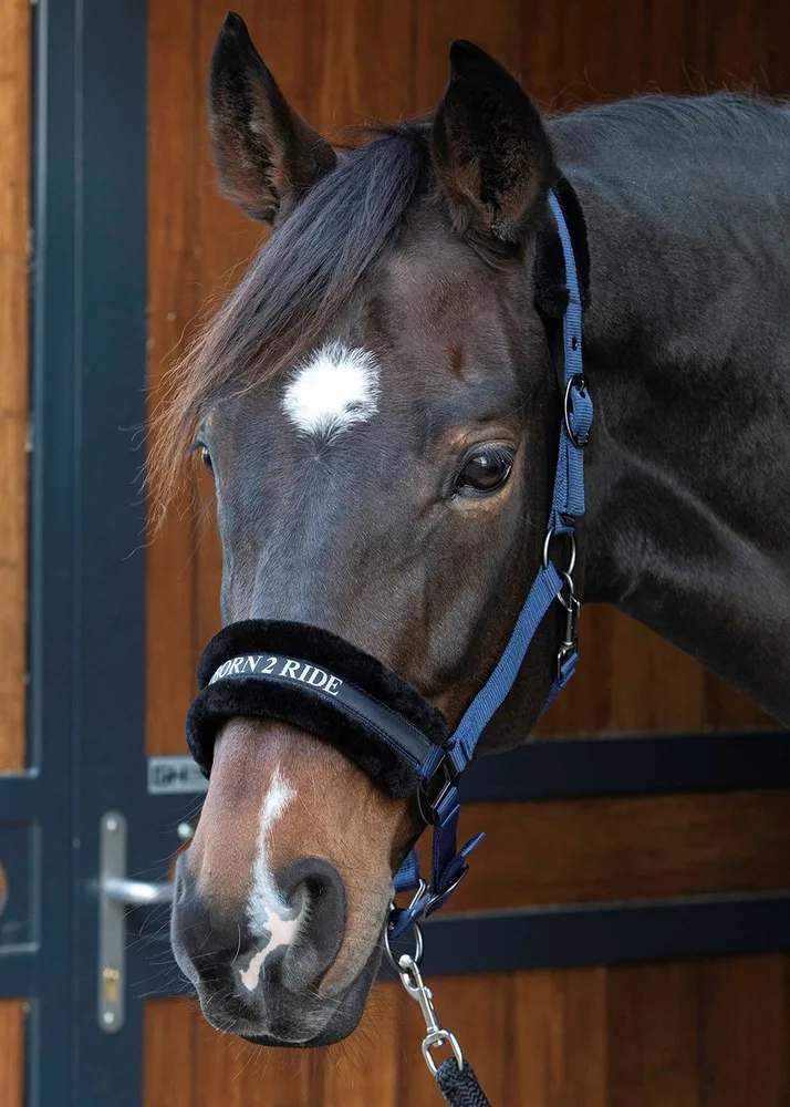 HH Plys Grime Lyrics Quotes Pony - Navy - Til hest