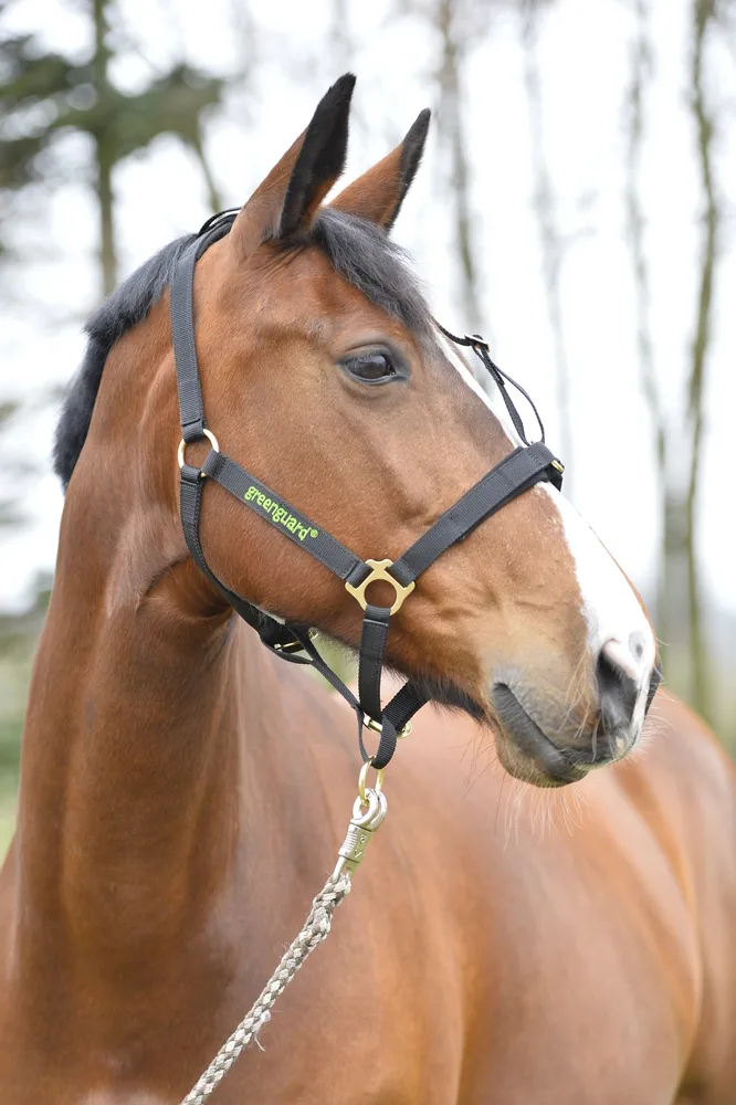 Greenguard Grime Pony - Sort - Til hest