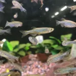 Zebrafisk