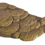 Turtle bank large