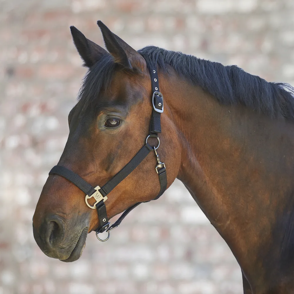 Waldhausen Grime Gloomy Cob - Sort - Til hest