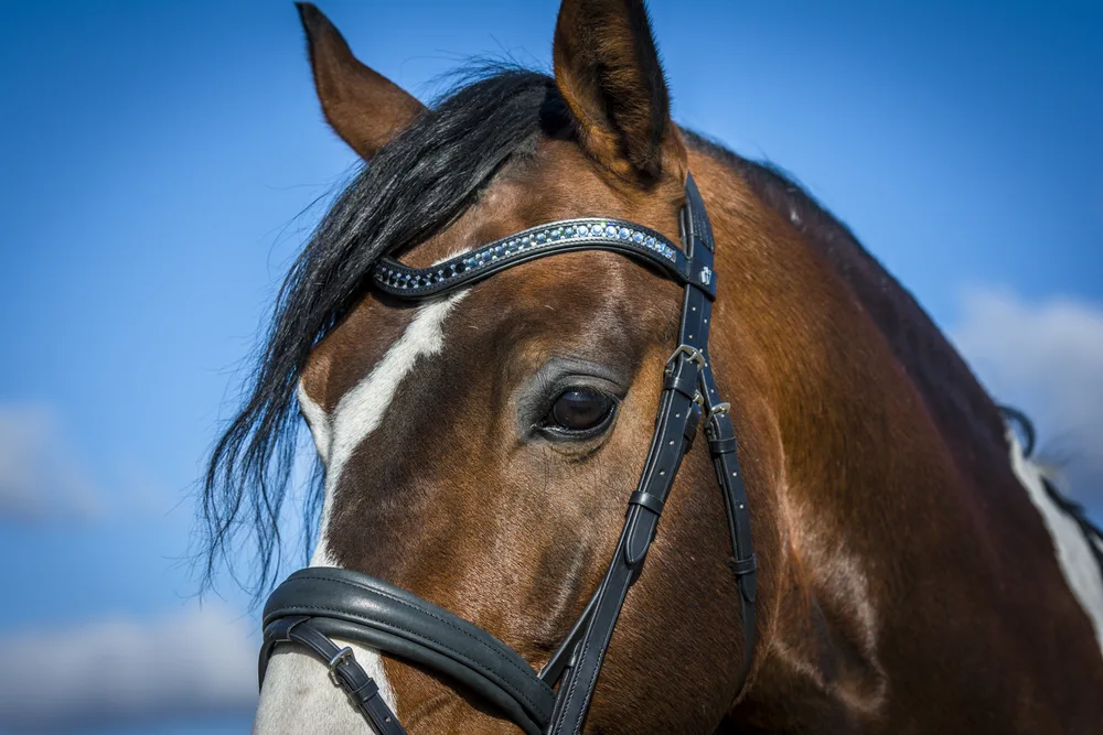 By Weber Sofia Trense Full - Sort - Til hest